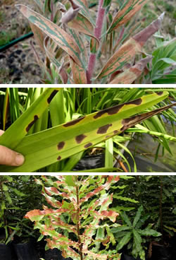 vog damage to plants