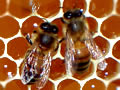 The Mighty Fight Against the Varroa Mite