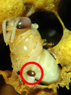 Varroa mite (circled) on a honeybee drone