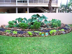 After photos of SOFT’s edible landscape garden located in UH Manoa’s Sustainability Courtyard.