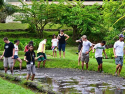AgDiscovery students in the UH-Manoa Hawaiian Studies lo‘i.