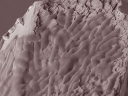 E. coli cells at 8,000x magnificationon a microwire sensor.
