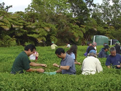 Tea workshop presenters and attendees participate in a harvesting activity.