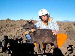 NREM student Mark Chynoweth studies movement patterns of feral goats using GPS collars.