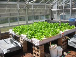 The aquaponic system created by Dr. Ako offers sustainable, low-impact production of tilapia, lettuce, and kai choi, using only 2% as much water as traditional farming methods for six times more productivity.