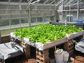 Teaching a Community to (Grow) Fish
