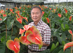 Harold Tanouye, owner of Greenpoint Nurseries, holds up ‘Tropic Sunrise’, one of many anthuriums bred by CTAHR that have been awarded ribbons by the Society of American Florists.