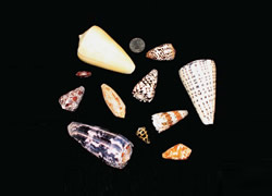 CTAHR molecular bioscientists are looking at endemic Hawaiian cone snails, whose venom is capable of incapacitating human beings and potentially causing death, for clues to a natural, biodegradable molluscicide. 
