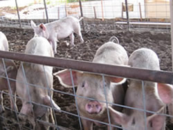 Even the pigs seem to enjoy the
odorless KNF Inoculated Deep Litter System.