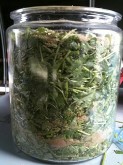 Plant shoots and brown sugar areall you need to create beneficial Fermented Plant Juice.
