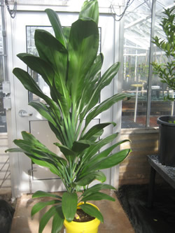 This ti plant grown from cleangermplasm is taller than the nursery door, with leaves more than a yard long.