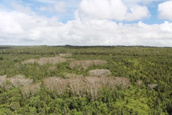 The skeletal outlines of dying albezia in this Puna forest are testament
to Dr. Leary’s herbicide technique and the dedicated work of the Big Island
Invasive Species crews.