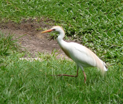 Egrets: not as innocent as they
appear.
