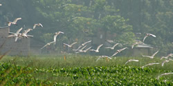 Largeflocks of egrets can make airplane takeoffs and landings hazardous..