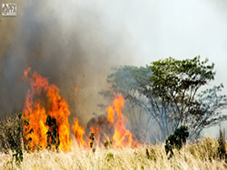 Photo
courtesy of Dr. Trauernicht for the Pacific Fire Exchange, a consortium of federal, state, and local
partners he helps to coordinate.