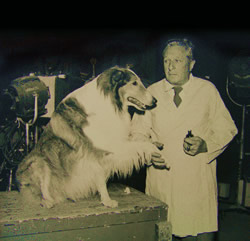 Dr. Charles Reid is seen here
with his patient Lassie, one of Hollywood’s beloved animal actors.
