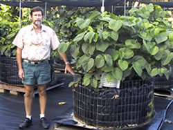 Dr.
Bittenbender has been studying ‘awa since 1998 and has maintained a kava
variety collection for more than a decade.