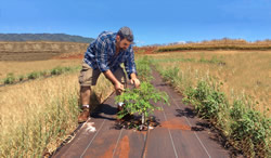 Dr. Ted Radovich tends a row of moringa trees in a test plot in Kunia.