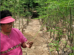 The long pods of the moringa can be harvested and cooked
like green beans.