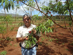 Extension Agent Alton Arakaki shows off the fruits of his
labors.