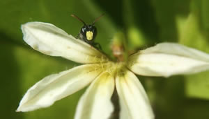 The yellow-faced bee forages and even nests in native plant species that may themselves be threatened.