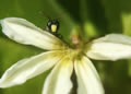 Home for the Bees