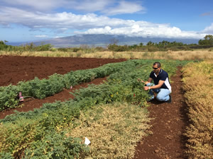Dr. Amjad Ahmad’s chickpea plots are  flourishing in diverse areas of the state.