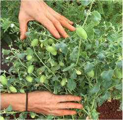 When  chickpea plants dry up, they’re ready for harvest in this Maui field.