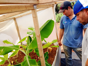 
Jensen Uyeda (left) helps a local banana
producer to mitigate pests safely.