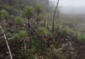 Gene-Level Conservation