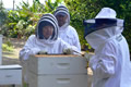 A Honey of a Project