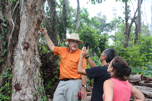 Dr. Friday shows characteristic signs of disease on a native ‘ohi‘a.