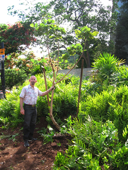 Dr. Criley poses with an Erythrina abyssinica,
which he propagated from seed. The tree, a relative of the native wiliwili, was
planted in 2012 to commemorate the 150th anniversary of the establishment of
the land-grant university system and the USDA.