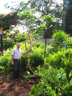 Dr. Criley poses with an Erythrina abyssinica,  which he propagated from seed. The tree, a relative of the native wiliwili, was  planted in 2012 to commemorate the 150th anniversary of the establishment of  the land-grant university system and the USDA.