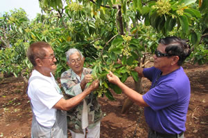 The multi-variety avocado
orchard at Poamoho is planned, planted, and tended by the volunteer corps.