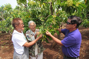 The multi-variety avocado  orchard at Poamoho is planned, planted, and tended by the volunteer corps.
