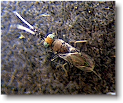 Anagyrus ananatis