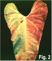anthurium leaf
