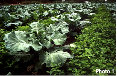 broccoli.jpg (131930 bytes)