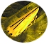 two-spotted leafhopper