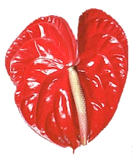 anthurium flower