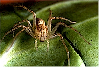 spider