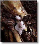 mealyroots.jpg (34031 bytes)