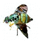 Med fly