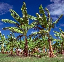 Banana trees