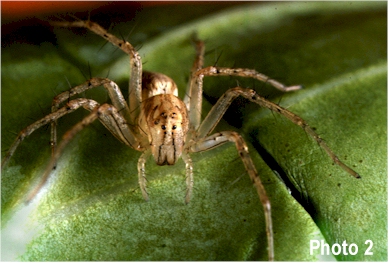 spider.jpg (94011 bytes)