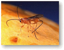 wasp.jpg (14502 bytes)