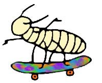 Termite nymph skating