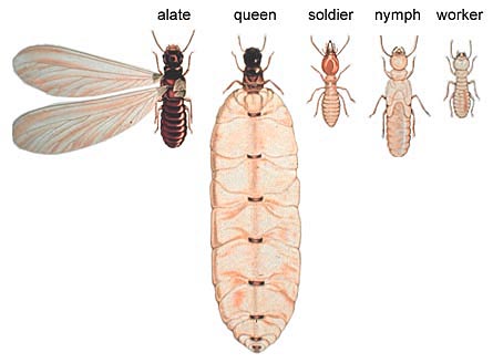 The Formosan subterranean termite castes