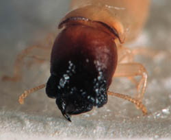Drywood termite soldier